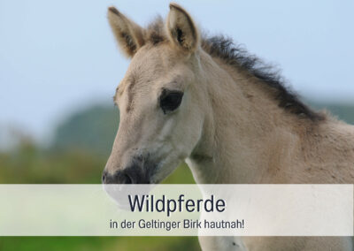 wohnwerth.de Traumferienwohnung Ostsee Ferienloft Sternenblick Wildpferde